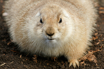 Black-tailed prairie dog Shot from Front