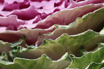 Close-up (macro shoot) of ornamental cabbage petals (lat. Brassica) in sunlight, side view as a...