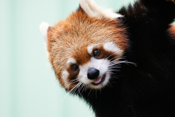 Cute Lesser panda (Ailurus fulgens) Looking Here