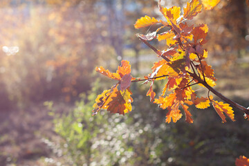 Autumn leaves in the sun. Falling blurred background.. October