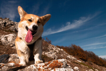 One Pembroke Welsh Corgi looks at the camera from the mountain while hiking in the mountains