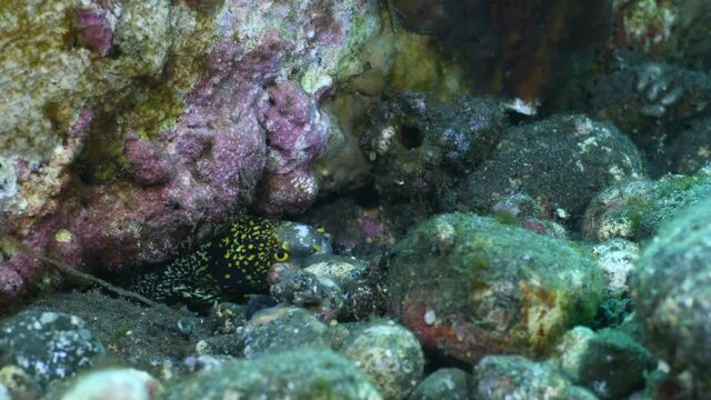 Snowflake Moray - Echidna nebulosa. The underwater world of Tulamben, Bali, Indonesia. 4k underwater video.