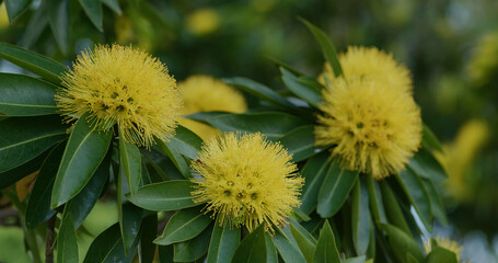 Xanthostemon bright yellow flowers with green leaves