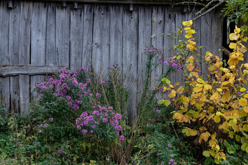 old wooden barn wall with chrysanthemums blooming
