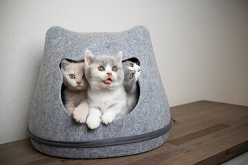 funny picture of three different colored british shorthair kittens inside of cat shapd pet cave