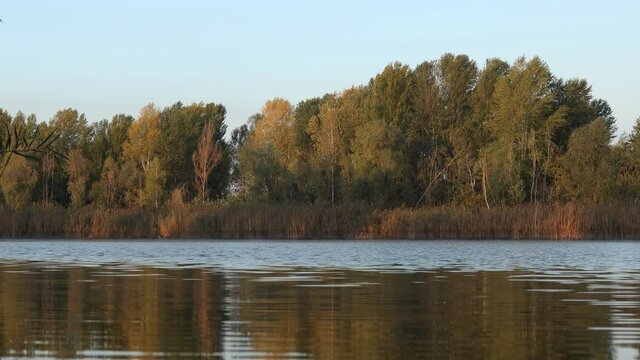 River and autumn forest. Beautiful fall landscape near river of the golden time after sunrise