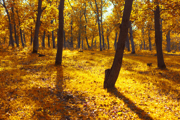 Autumn Park with Golden Foliage 