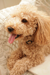 のんびりしているトイプードル