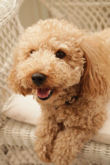 のんびりしているトイプードル