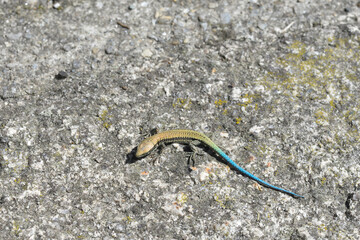 golden lizard with blue tail sunbathing
