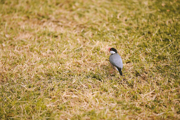 Java rice bird at Hanauma Bay Nature Preserve, Oahu, Hawaii

