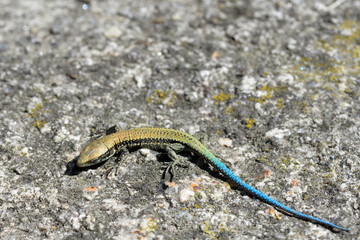 golden lizard with blue tail sunbathing