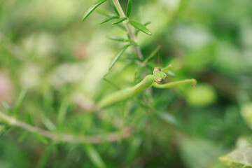 庭にいるカマキリ