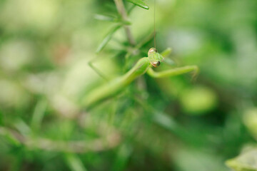 庭にいるカマキリ