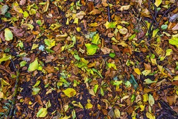 texture of yellow fallen leaves. autumn background