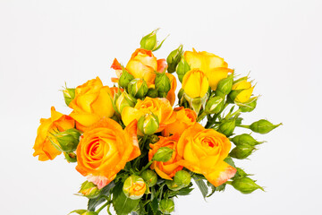 Beautifull orange roses isolated on white background. Copy space