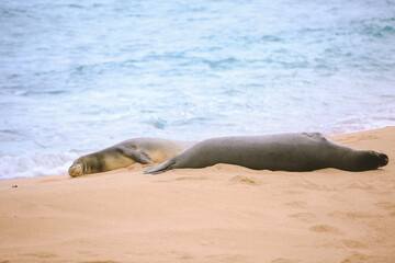 Monk seal at Kapalaoa Beach, Honolulu, Oahu, Hawaii