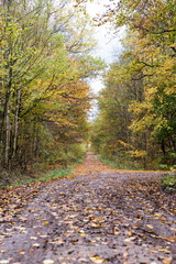 path through autumnal forest beech leaves on ground