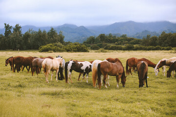 Fototapeta na wymiar Horses in the ranch, North Shore, Oahu, Hawaii