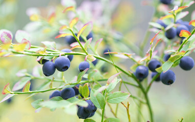 macro view of blueberries in the forest-shallow depth of field