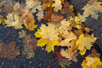 Fallen, colorful leaves on wet asphalt autumn background