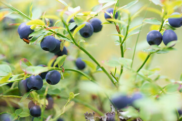 Blueberry plant with berries in the forest in late autumn - background close-up