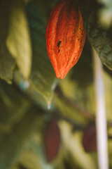 Cocoa bean at Dole Plantation, Oahu, Hawaii