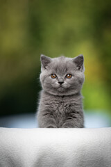 fluffy young british shorthair kitten sitting on beige blanket looking at camera on natural background