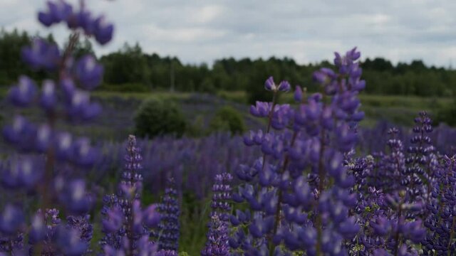 Colorful background. Blooming lupine flowers.