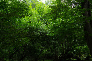 Fototapeta na wymiar Many trees in the forest