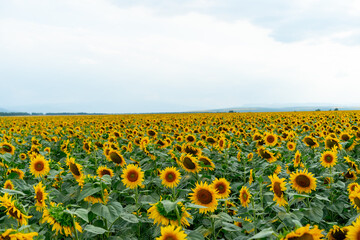 Sunflowers growing in the field