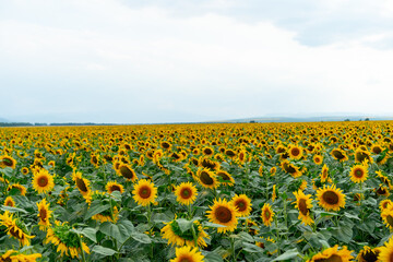 Obraz premium Sunflowers growing in the field