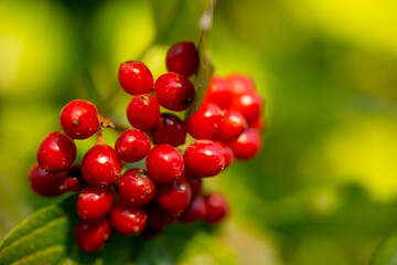 Red wild berries on a growing bush