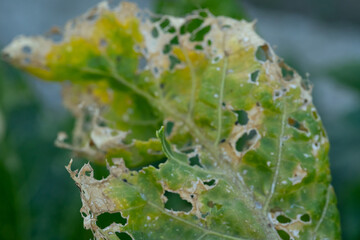Eaten plant leaf by caterpillar