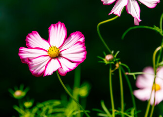 Pink Cosmos