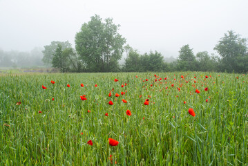 green poppy field on a background of trees in the morning fog.