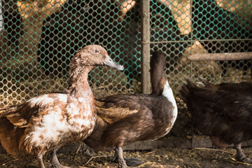 Brown duck in cage from local animals agriculture of Thailand for egg harvesting