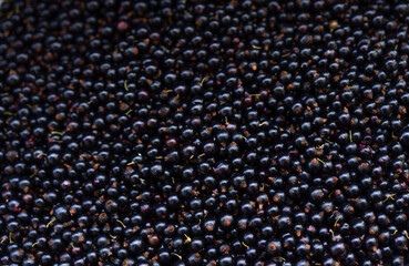 Currant as background or texture