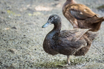 Brown duck in cage from local animals agriculture of Thailand for egg harvesting