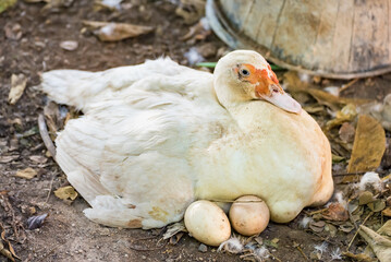 Duck incubator her eggs on the straw nest.