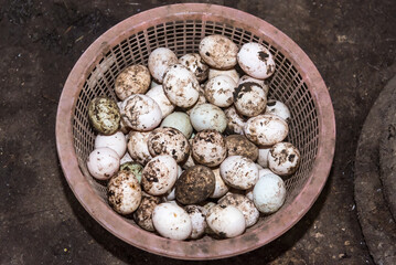 Fresh duck eggs in a basket