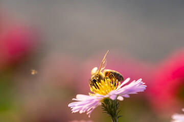 A bee sitting on a growing flower