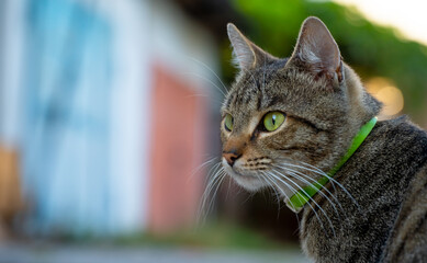 Close look of a cat on the street