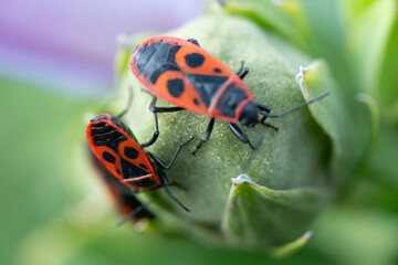 Fototapeta premium Insects sit on a plant