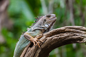 Iguana one of the many reptiles of Costa Rica