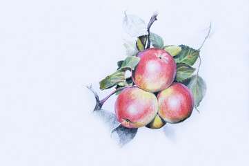 red apples on a branch with green leaves pencil drawing