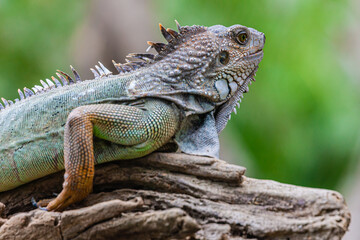 Iguana one of the many reptiles of Costa Rica