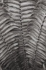 grey fern leaves. Top view. Nature background.