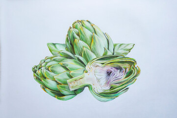 artichokes on a white background, pencil drawing