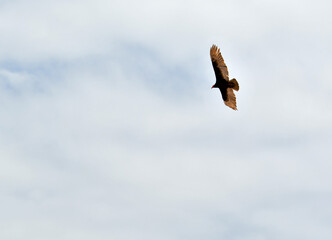 The Andean condor  12